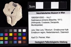 Foto (Objket + Etiketten) von Gastrosacus eminens (Blaschke, 1911) 